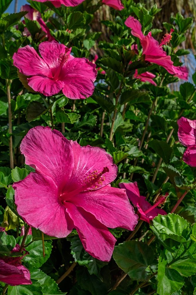 Hibiscus